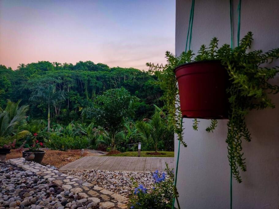 The Willow Apartment Ocho Rios Zewnętrze zdjęcie
