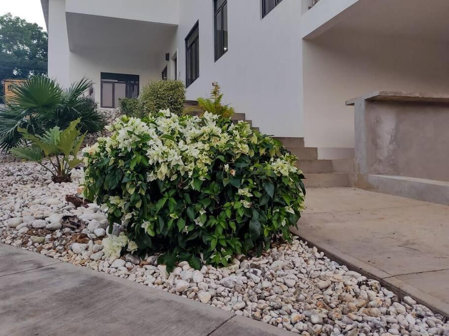 The Willow Apartment Ocho Rios Zewnętrze zdjęcie